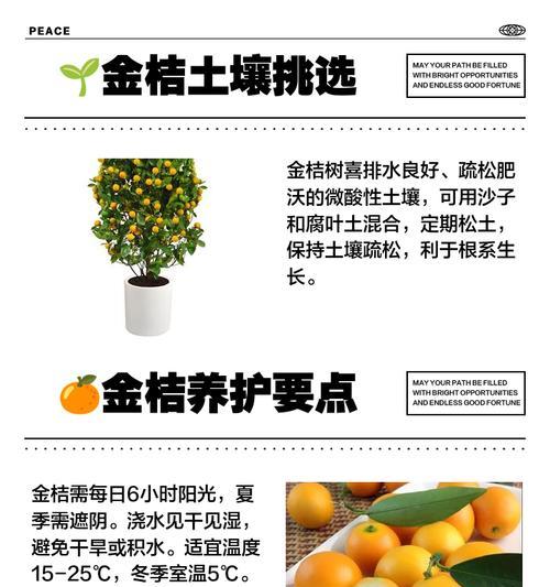 盆栽金桔授粉方法是什么？