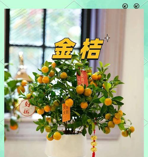 盆栽金桔授粉方法是什么？