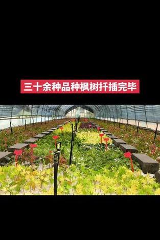 扦插枫树的方法和技巧是什么？