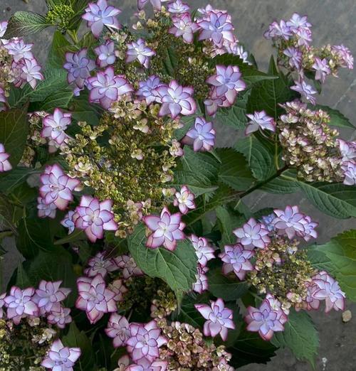 秀球花的养殖要点是什么？如何使其开花更艳丽？