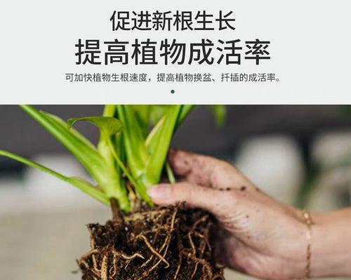 花卉的肥料有哪些？如何选择和使用？