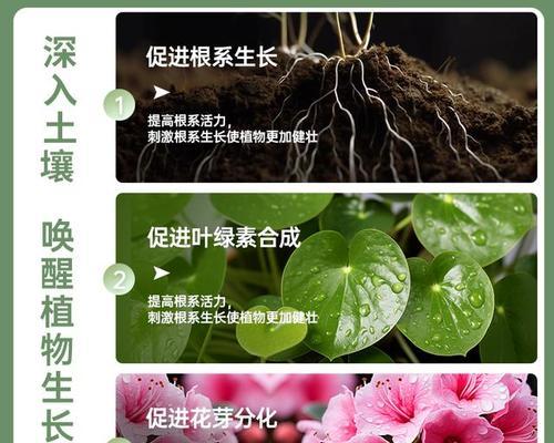 花卉的肥料有哪些？如何选择和使用？