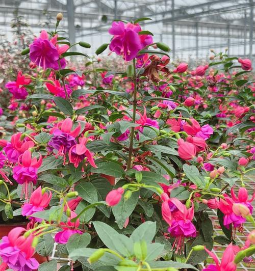 年有哪些花卉新品种？新品种的市场反响如何？