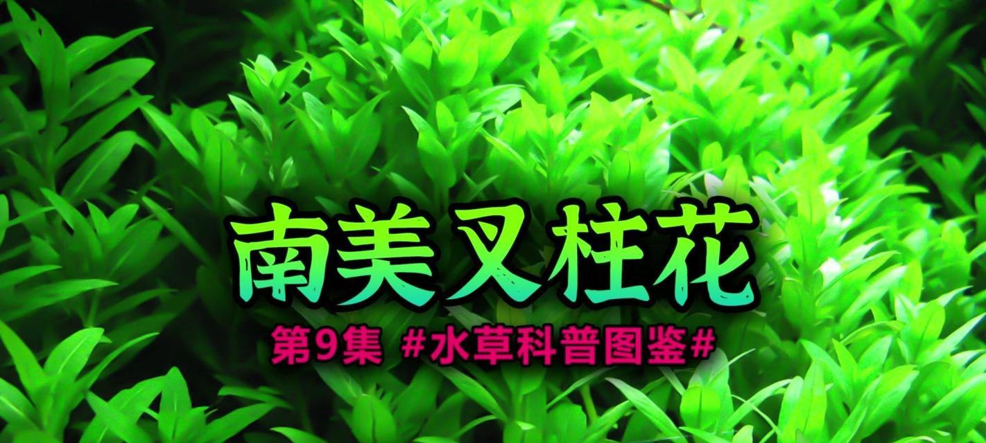 什么水养花好？不同水质对花卉生长的影响是什么？