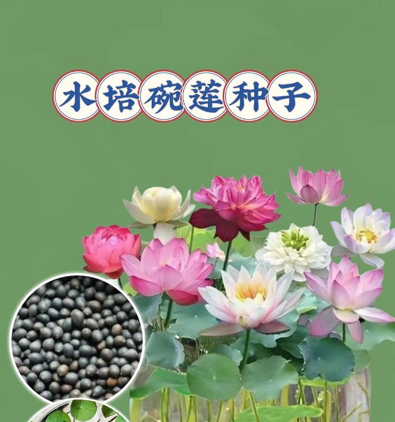 什么水养花好？不同水质对花卉生长的影响是什么？