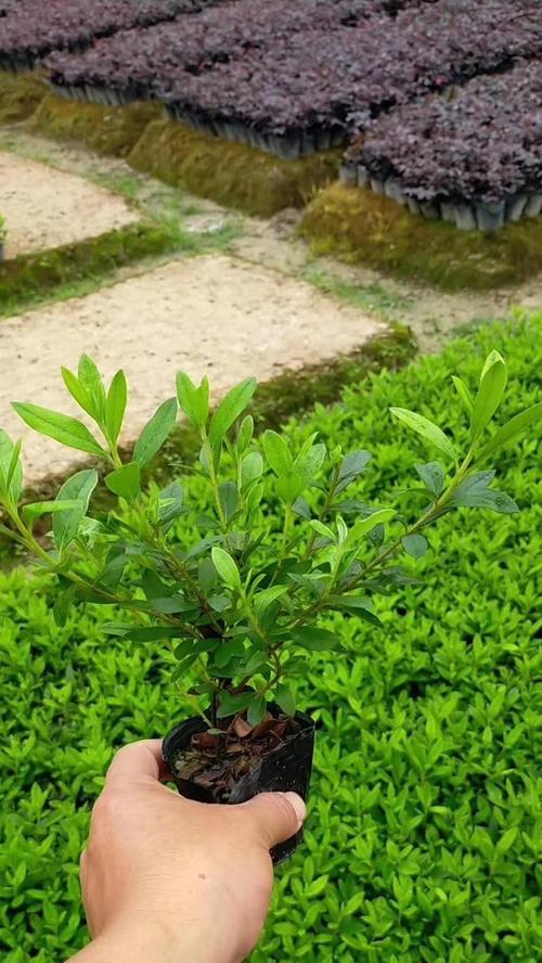 毛鹃植物的正确养护方式？