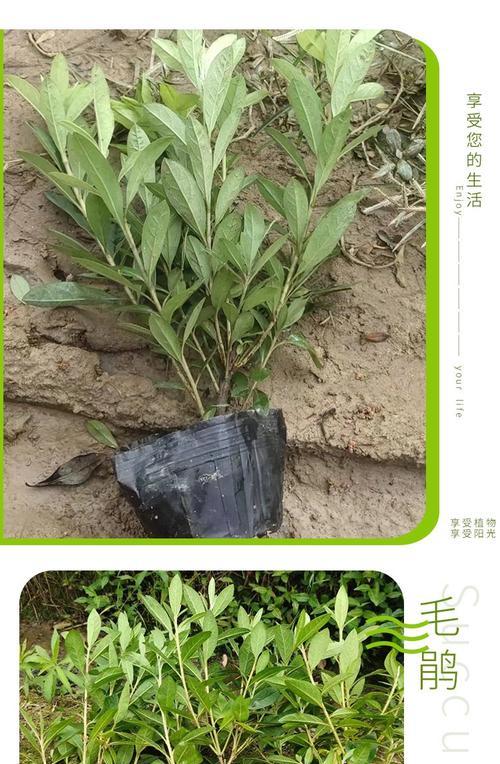 毛鹃植物的正确养护方式？