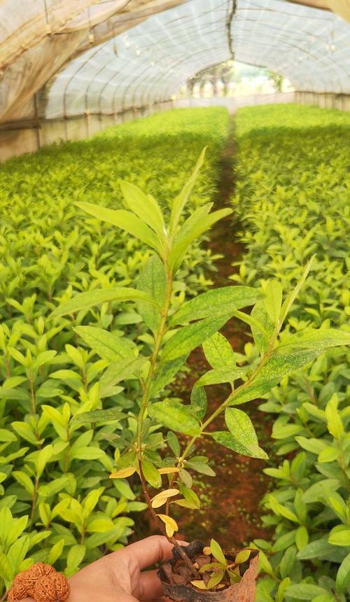 毛鹃植物的正确养护方式？