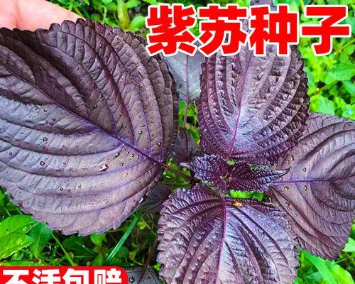 紫苏有多少种品种？不同品种的紫苏有何区别？