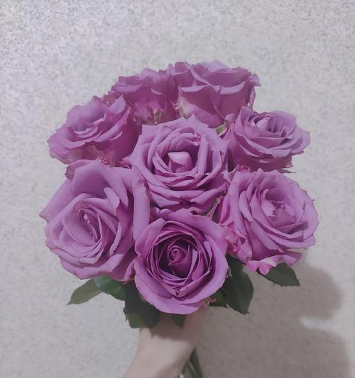 紫色的玫瑰品种有哪些？紫色玫瑰品种的特点是什么？
