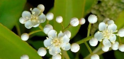 石楠花有什么作用？石楠花的花语和象征意义？
