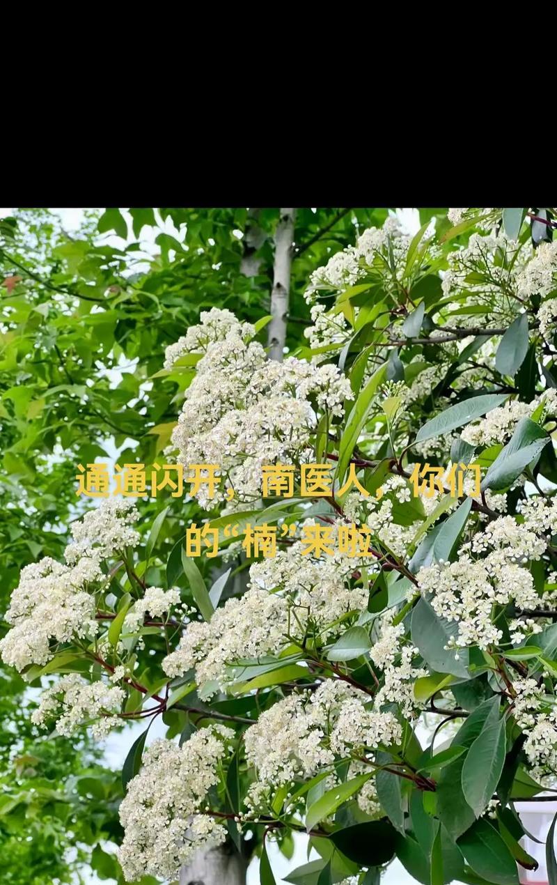 石楠花有什么作用？石楠花的花语和象征意义？