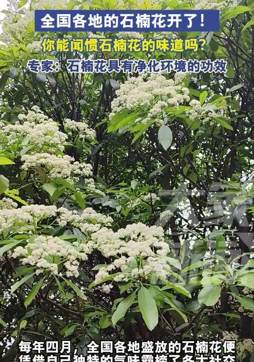 石楠花有什么作用？石楠花的花语和象征意义？