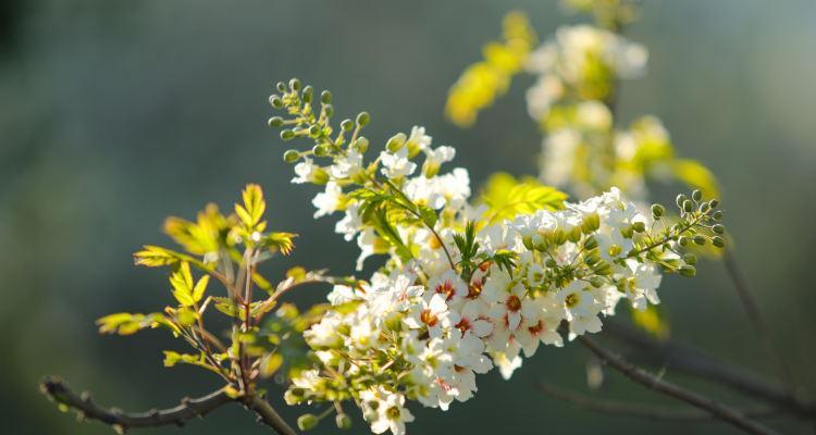 初夏季节有哪些花开放？初夏赏花的推荐是什么？