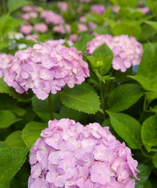 哪些花卉既美丽又无毒？