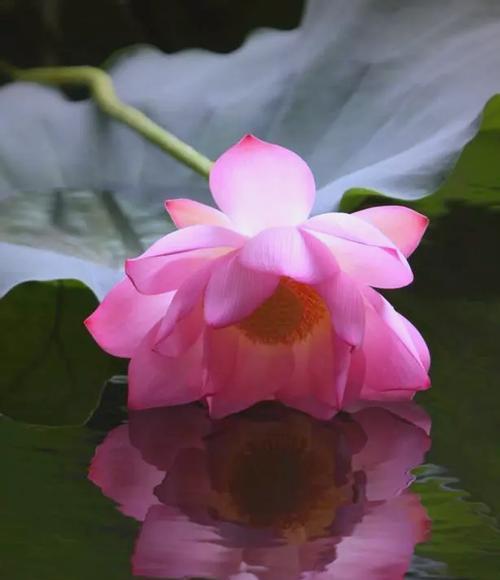 哪些花卉既美丽又无毒？