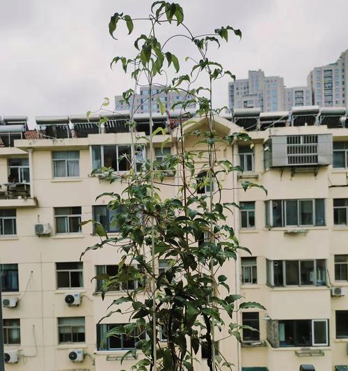 铁线莲浇水技巧有哪些？