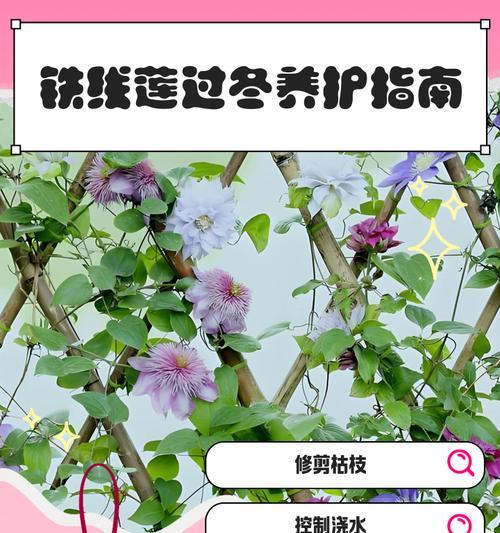 铁线莲浇水技巧有哪些？