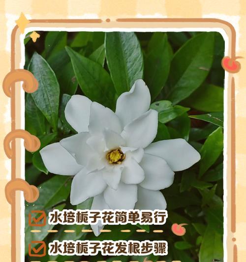 栀子花繁殖的有效方法有哪些？