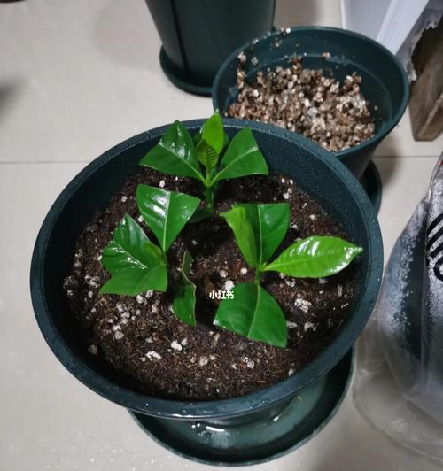 栀子花繁殖的有效方法有哪些？