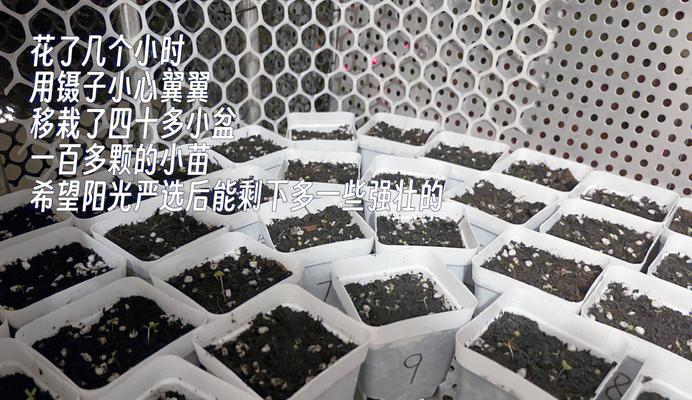 满天星移植的最佳时机和方法是什么？