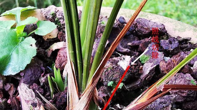 满天星移植的最佳时机和方法是什么？