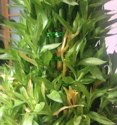 满天星移植的最佳时机和方法是什么？