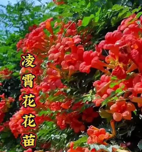 凌霄花的养护技巧是什么？