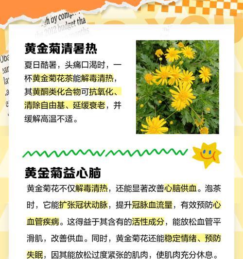 夏天栽种菊花需要注意什么？如何确保菊花在夏天的生长？