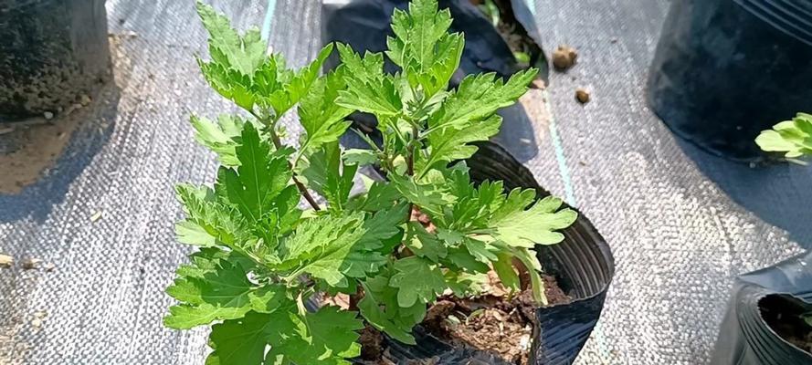 夏天栽种菊花需要注意什么？如何确保菊花在夏天的生长？