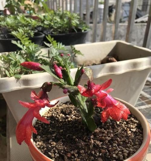 蟹爪兰的最佳种植时间是什么时候？蟹爪兰种植的步骤？