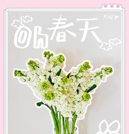 紫罗兰的养殖技巧和常见问题解答？