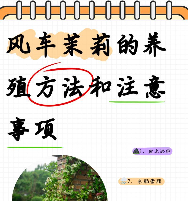 木梨花的养护技巧和注意事项是什么？