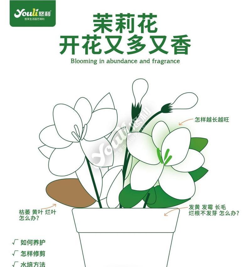 木梨花的养护技巧和注意事项是什么？