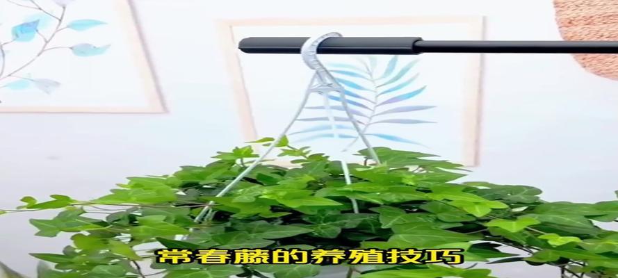 长春藤繁殖的简单方法有哪些？