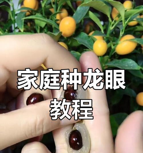 种子催芽后种植的步骤是什么？如何提高成活率？