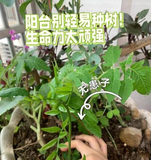 种子催芽后种植的步骤是什么？如何提高成活率？