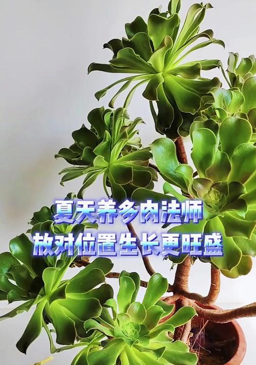 法师的繁殖方法是什么？如何让法师繁殖得更快？
