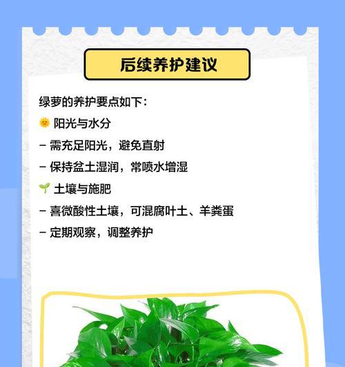 盆栽绿箩移植的步骤和注意事项有哪些？
