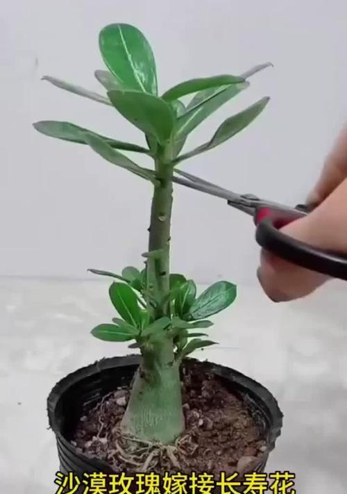 玫瑰枝条生根方法和步骤？