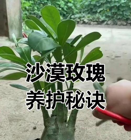 玫瑰枝条生根方法和步骤？