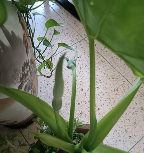 滴水观音开花的条件和养护要点是什么？
