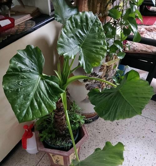 滴水观音开花的条件和养护要点是什么？