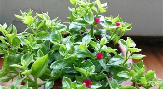 穿心莲的开花时间及特点是什么？
