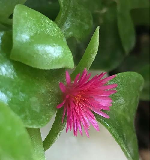 穿心莲的开花时间及特点是什么？