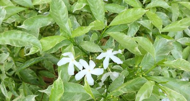 穿心莲的开花时间及特点是什么？