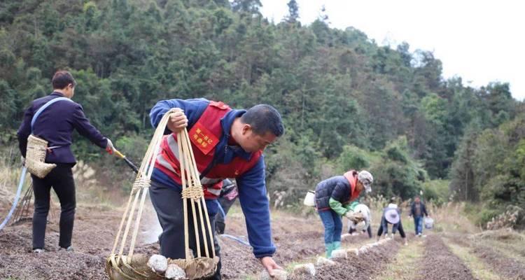 映山红施肥的正确方法和注意事项是什么？