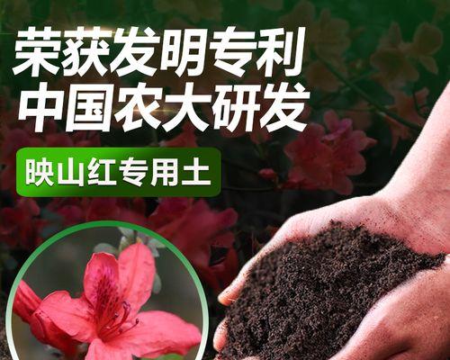 映山红施肥的正确方法和注意事项是什么？
