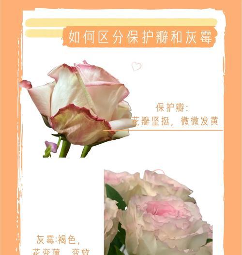 玫瑰花栽培过程中有哪些技巧？