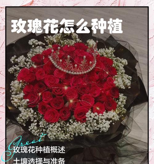 玫瑰花栽培过程中有哪些技巧？